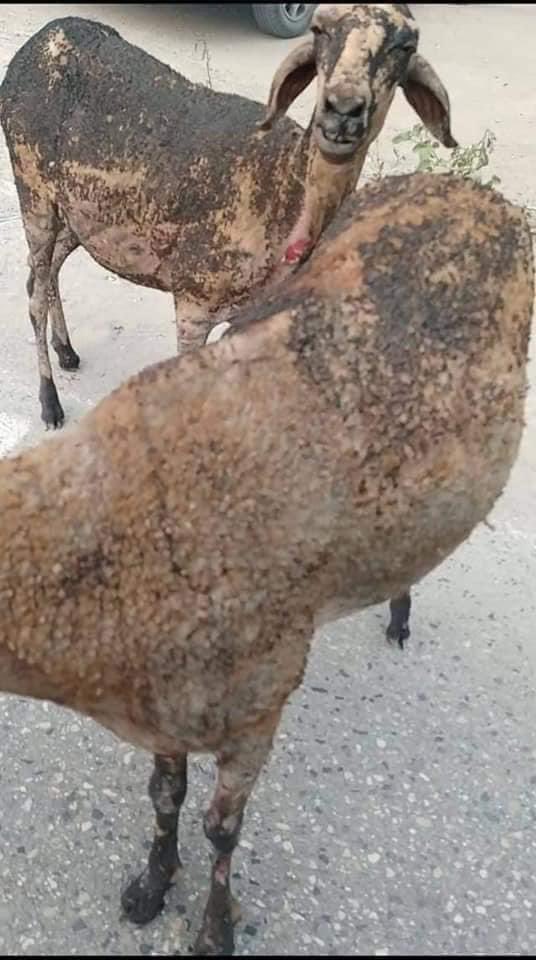 TaouesY's tweet photo. Le cœur en miette, je n’ai plus les mots pour exprimer ma tristesse 😞 
#Kabylie  #Algerie #الجزائر #تيزي_وزو_تحترق #PrayForAlgeria https://t.co/tuBp07NdEI