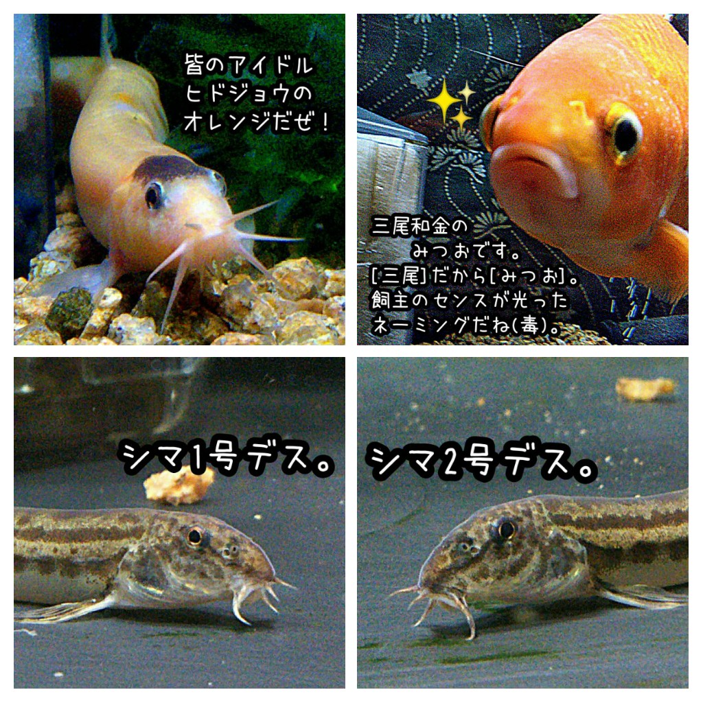 エイチエス 最近のメンバーご紹介 金魚 和金 ドジョウ ヒドジョウ シマドジョウ T Co Exmzetvzq4 Twitter エイチエス 最近のメンバーご紹介 金魚 和金 ドジョウ ヒドジョウ シマドジョウ T Co Exmzetvzq4 Twitter
