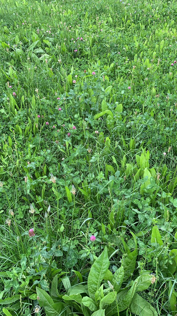 HorizonSeeds's tweet photo. Really good to see the multi species plus herbs ley looking so good in Somerset https://t.co/8QNNG8Xu2Y