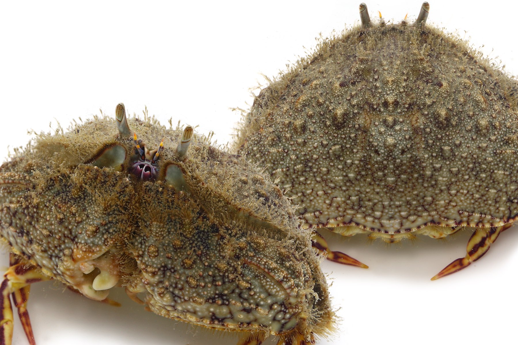 ゆうじ おむすびみたいな形のソデカラッパ 磯ではソデカラッパ コブカラッパの2種類がよく見られる 他の種類 のカラッパも見てみたいなあ 本当に良いカニ カラッパという名前も良い カラッとしてそう どういう意味なんだろうと思ったけどこれ属の