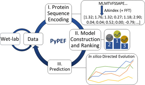 JCIM_JCTC's tweet image. PyPEF—An Integrated Framework for #Data_Driven #Protein_Engineering  
pubs.acs.org/doi/10.1021/ac…   
@mehdi_d_davari   
#current_issue #Computational_Biochemistry