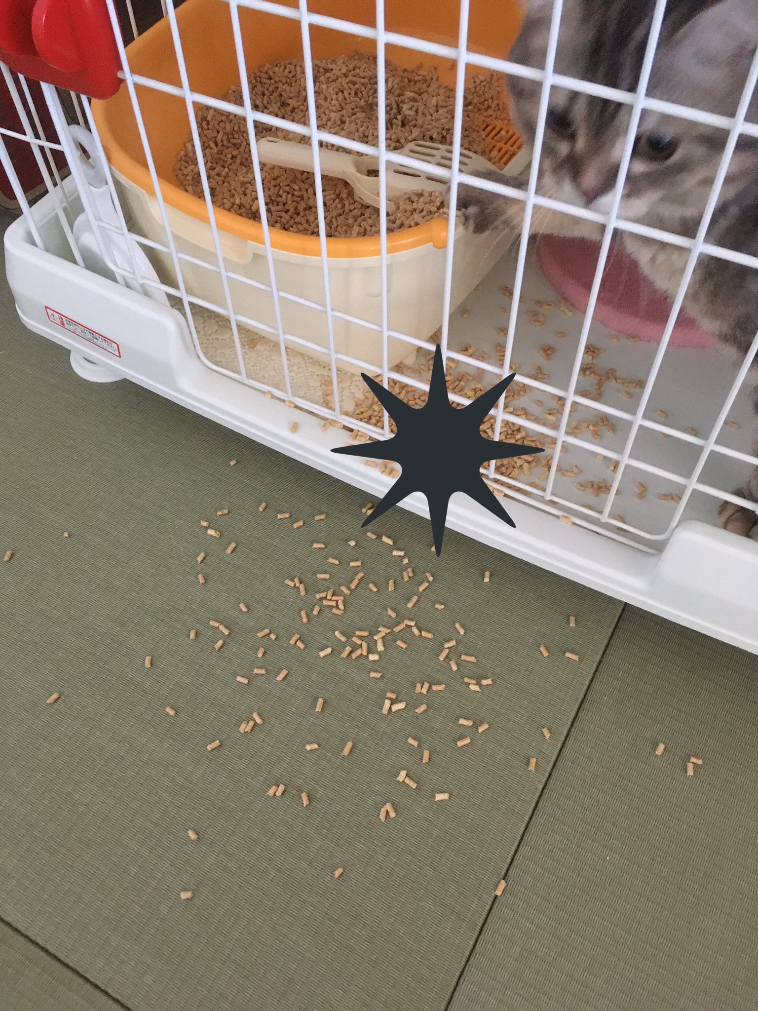 猫トイレ掃除 Twitter Search Twitter