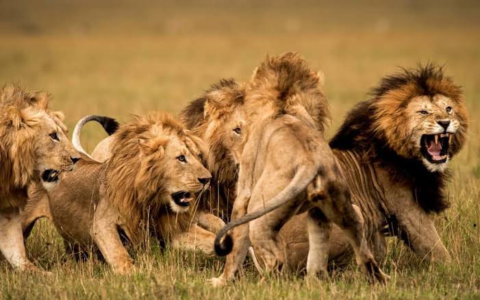 BawiSingh's tweet photo. The greatest fear in the world is of the opinion of others. 
And the moment you are unafraid of the crowd you are no longer a sheep, you become a lion. 
A great roar arises in your heart, the roar of freedom.

#SavethePride
#WorldLionDay https://t.co/UltuoyAFfy