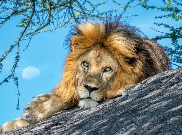 BawiSingh's tweet photo. The greatest fear in the world is of the opinion of others. 
And the moment you are unafraid of the crowd you are no longer a sheep, you become a lion. 
A great roar arises in your heart, the roar of freedom.

#SavethePride
#WorldLionDay https://t.co/UltuoyAFfy