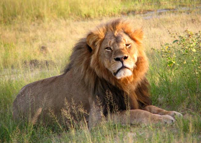 BawiSingh's tweet photo. The greatest fear in the world is of the opinion of others. 
And the moment you are unafraid of the crowd you are no longer a sheep, you become a lion. 
A great roar arises in your heart, the roar of freedom.

#SavethePride
#WorldLionDay https://t.co/UltuoyAFfy