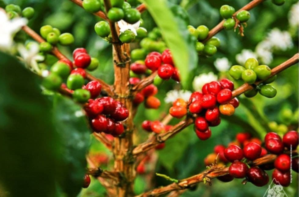 ColorMind01's tweet image. #SabiasQue...

La cafeína se desarrolló en la Naturaleza como un insecticida natural, capaz de paralizar y matar a los insectos que intentan alimentarse de las plantas que contienen dicha sustancia química.

#curiosidades #DatoCurioso