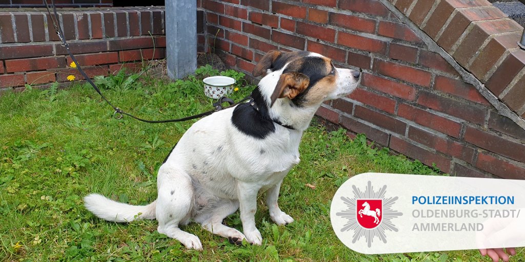 Polizei_OL's tweet photo. 🚨 Wer kennt mich?
Dieser #Hund wurde ohne Halsband auf der #Autobahn29 bei #Oldenburg zwischen der Auffahrt #Ohmstede und dem #AutobahnkreuzNord gefunden. Wer kann uns sagen, wem der Hund gehört?
➡ Hinweise bitte an die #Autobahnpolizei Oldenburg unter ☎ 04402/933115
*ah https://t.co/gpzTObhmyg
