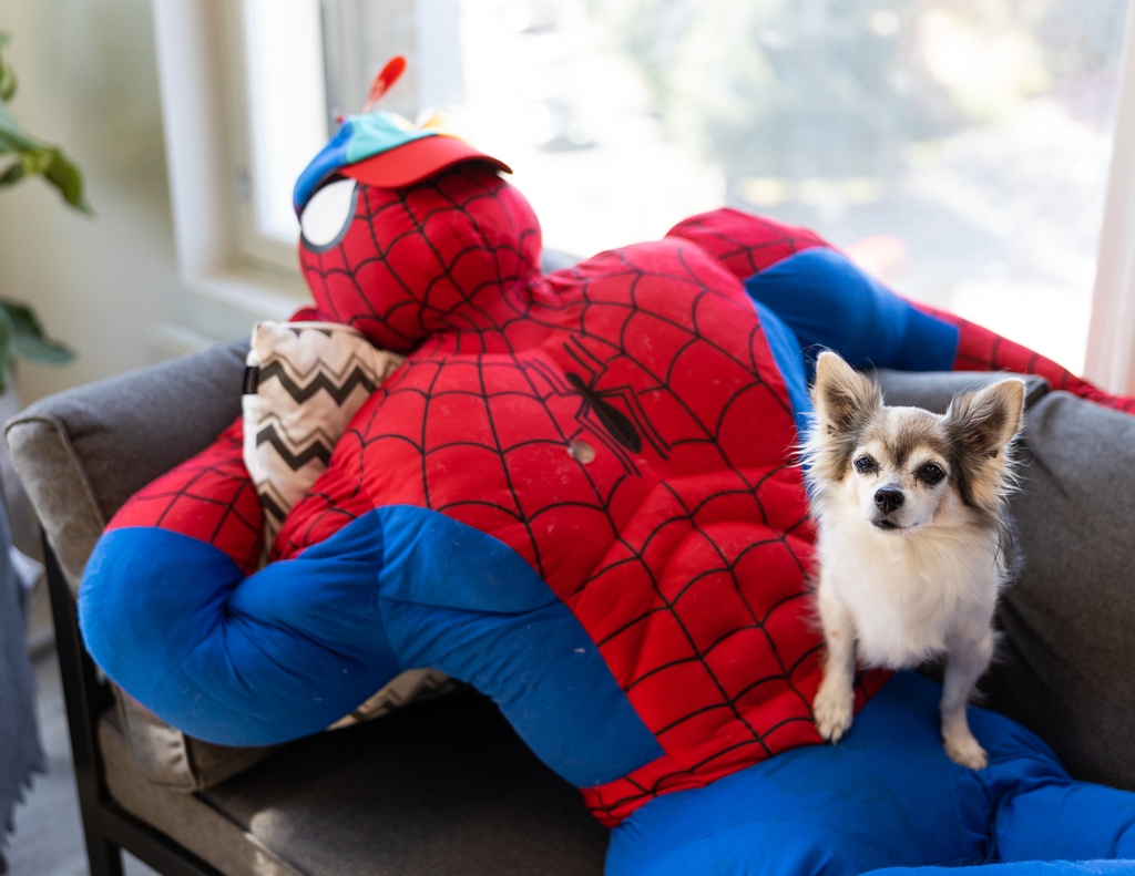 Our office dog Einari is back from his summer holidays and working hard! His friend Spidey isn't feeling that energetic just yet, though...