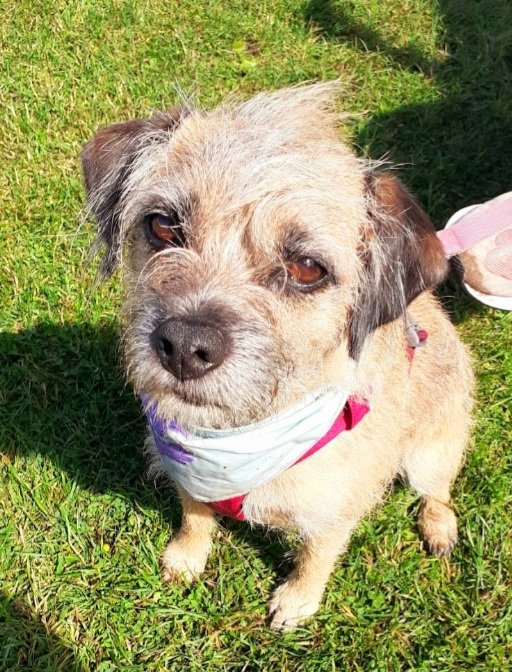 Archie OBE tweet media