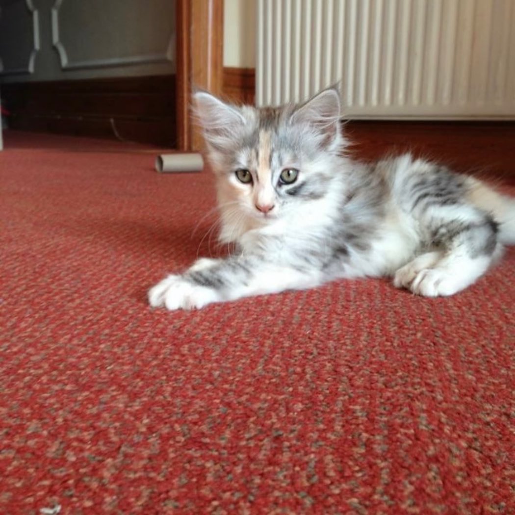 cj_pompey's tweet photo. So it’s been 8 years spent with this one! Didn’t think I could love an animal as much as I love her. Animals are good for the soul ❤️ Happy 8yr anniversary Luna 😻🙏🏼 #mybestbuddy #mainecoonX #borninastable #shessocute https://t.co/H75kel6Jm6