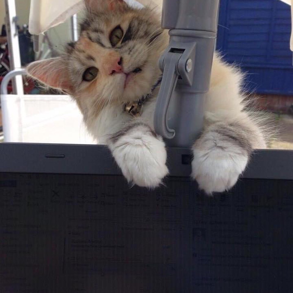 cj_pompey's tweet photo. So it’s been 8 years spent with this one! Didn’t think I could love an animal as much as I love her. Animals are good for the soul ❤️ Happy 8yr anniversary Luna 😻🙏🏼 #mybestbuddy #mainecoonX #borninastable #shessocute https://t.co/H75kel6Jm6