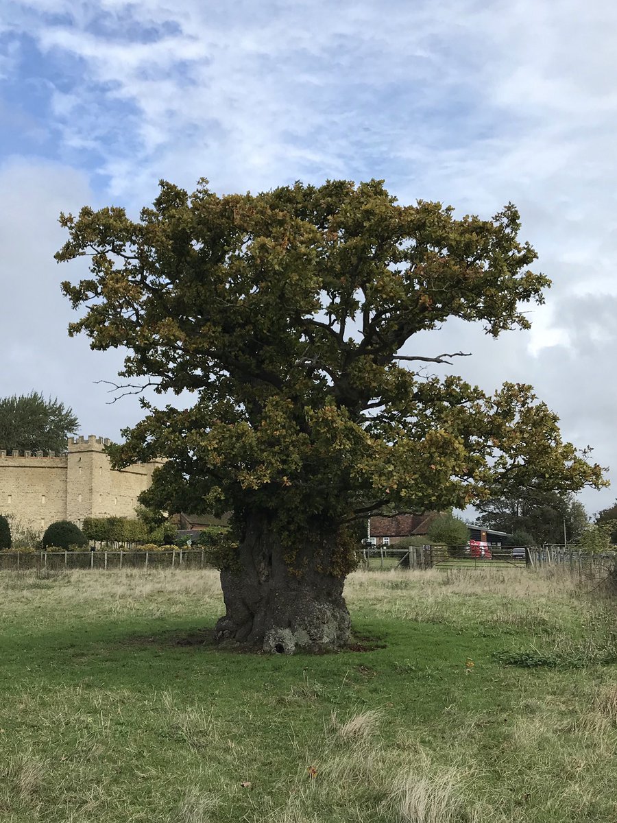 I visited lots of #GreatTrees during my PhD fieldwork. This one in the grounds of @NTStowe was really special, measuring almost 6m in circumference! Having retrenched in its old age, it may not be tall but it is certainly mighty & hosts a glowing list of deadwood beetles 🌳🪲