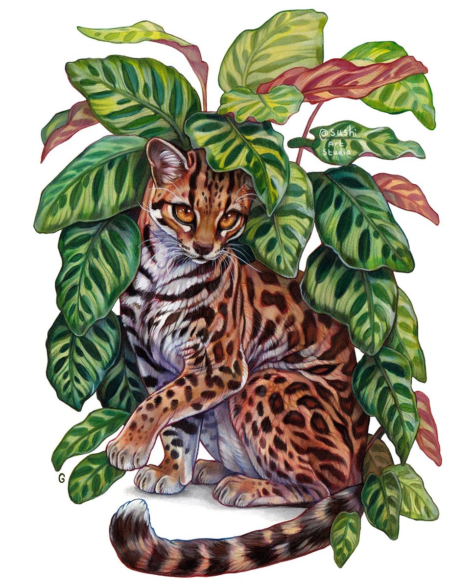 RT @sushiartstudio: Another in the plant series, this is a peacock calathea paired with a Margay. https://t.co/6J00tVC4HT