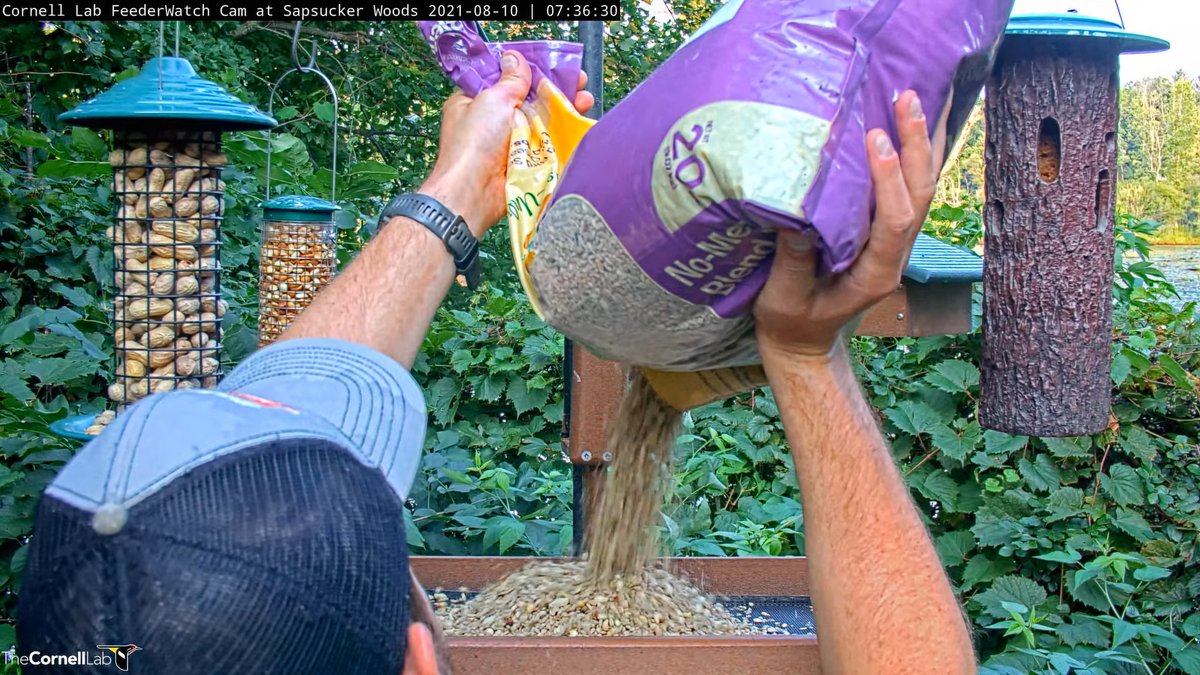 FeederWatch Cam tweet media