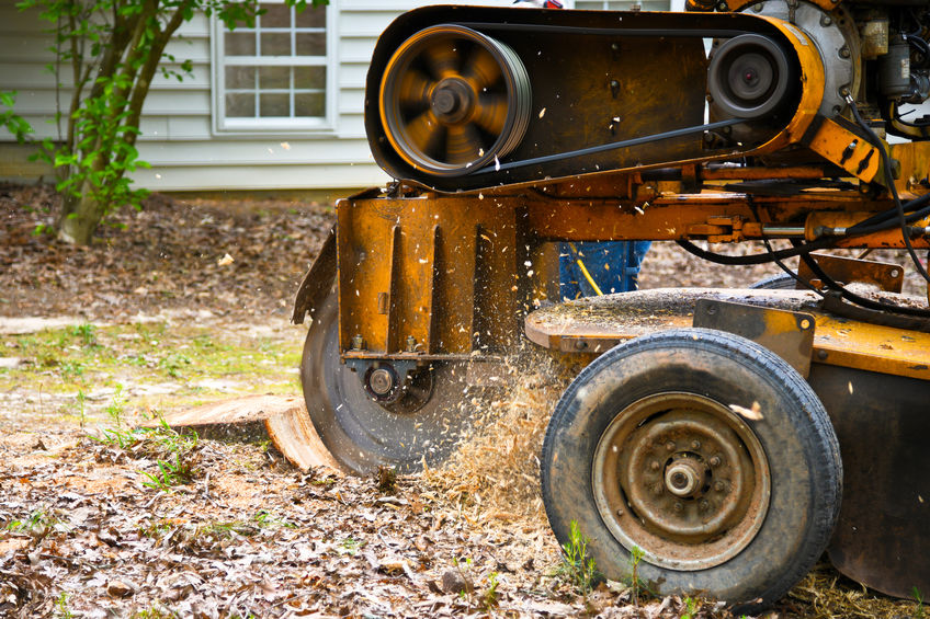 ForestTreeTX's tweet image. Do you need to get rid of a tree stump left on your property? Here is the information you need to decide if stump grinding or removal is right for you!
foresttreeservicekingwood.com/the-difference…