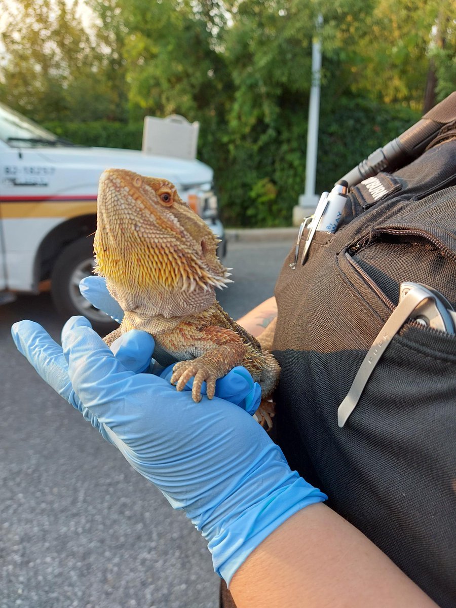 OttawaBylaw's tweet photo. Someone in the Stittsville area found a bearded dragon lizard in their backyard. Our officer transported him to the Ottawa Humane Society. If you are missing your lizard, please contact the Ottawa Humane Society at 613-725-3166 #OttCity https://t.co/ip1BQOUmM1