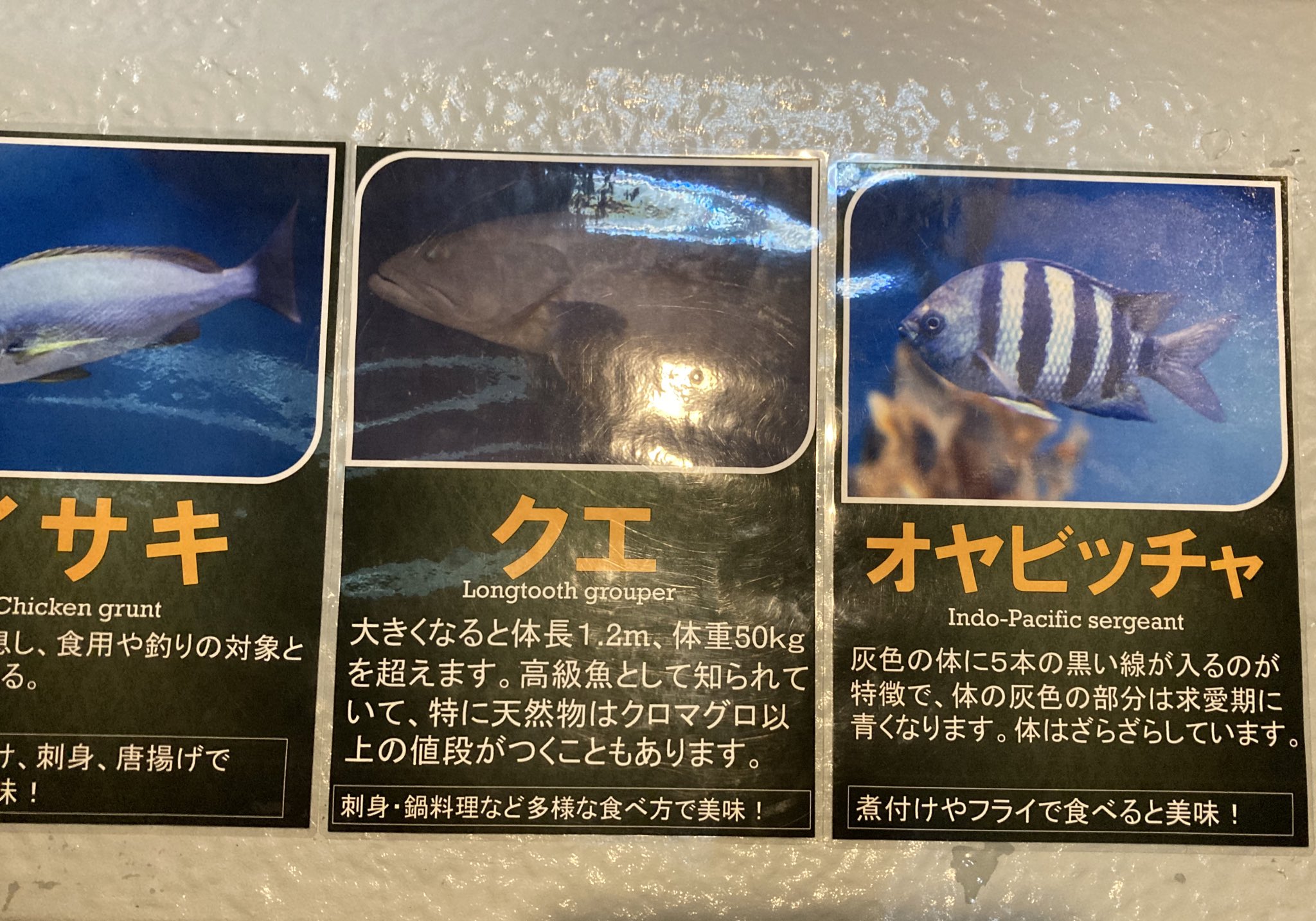 めだか على تويتر 水族館でこの魚焼いたら美味しそうとか 煮魚にいいよね とか話すことはあるけど 水族館側から提案されるとは思わなかった おたる水族館