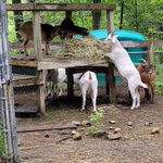 Photo by Live and Let Live Farm (@LetLiveFarmNH)