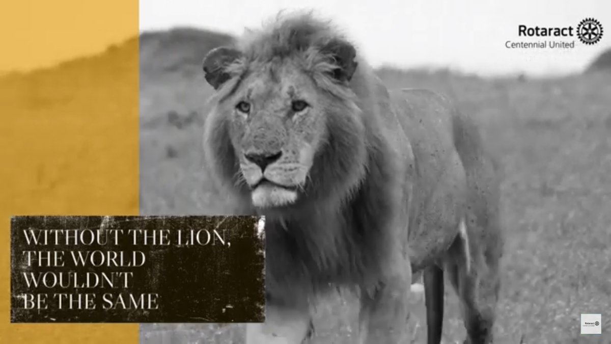 RACCU3220's tweet photo. World Lion Day is celebrated on August 10 of every year to raise awareness about lions and to mobilise support for their protection and conservation. 

Watch: https://t.co/5YlKgo8IWM

Read more: https://t.co/baRboYjGJ5

#CentennialUnited #RACCU
#WorldLionDay #rotaract https://t.co/yN20aHTymN