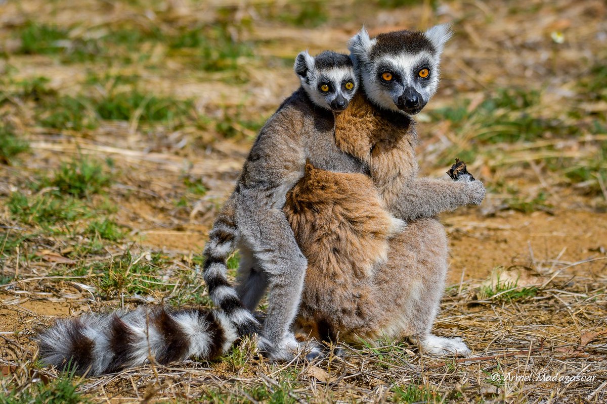IleMadagascar's tweet photo. Have you noticed that Maki catta are very cuddly ? #MyMadagascar

📸 Armel Madagascar https://t.co/YvWTLqxCCL