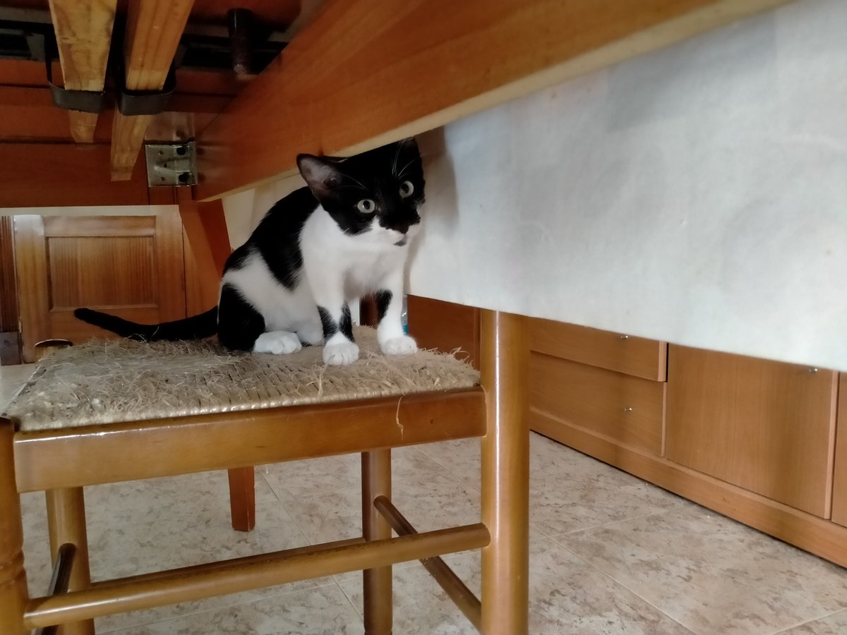 #XarxaCatalunyaAdopcions #Balaguer #lleida #adopcióresponsable #femxarxa #XarxaCatalunyaAdopcions #XarxaBarcelonaAdopcions  Són 2 germanets. Tenen sobre els 3'5 mesos. Puc facilitar contacte per DM. Uns vaquetes molt divertits i trapelles 🐱🐱💕💕