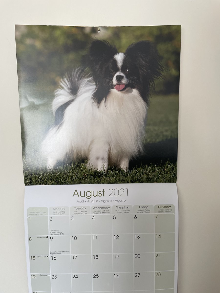 Jan_Leeming's tweet photo. This could be my little #DiDee posing for the Calendar. Found calendar on Market Stall in #Canterbury. Quite a find because #Papillons are not that well known. Hope I can find a similar calendar for next year💖 https://t.co/zcMx9reDtw