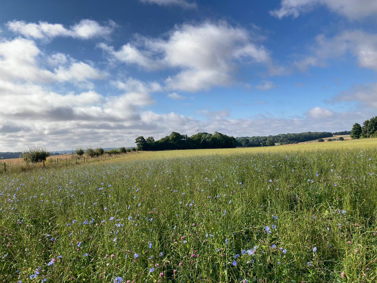 Rob Hodgkins tweet media