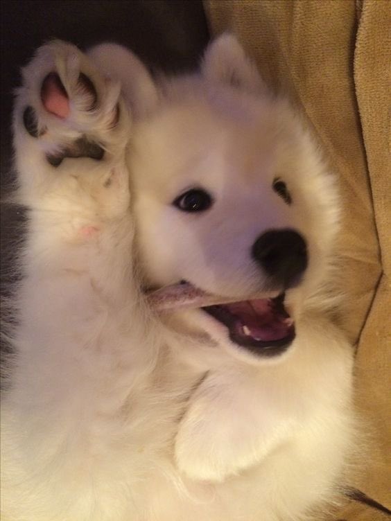 อยากเลี้ยงซามอยด์