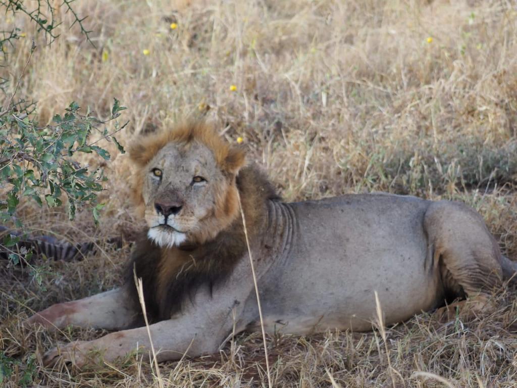 KilimaTravels's tweet photo. Today we celebrate #WorldLionDay . It is a day to raise awareness of conservation as well as sustainable solution to protect and save global wild LION populations from extinction. https://t.co/dYyxGt9I6y