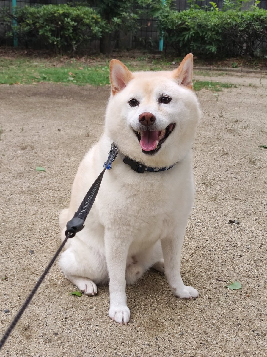 you_one000's tweet photo. 今日の一枚。
ゴリゴリにかわいいやつ。
#柴犬 https://t.co/NRYwt3TtS0