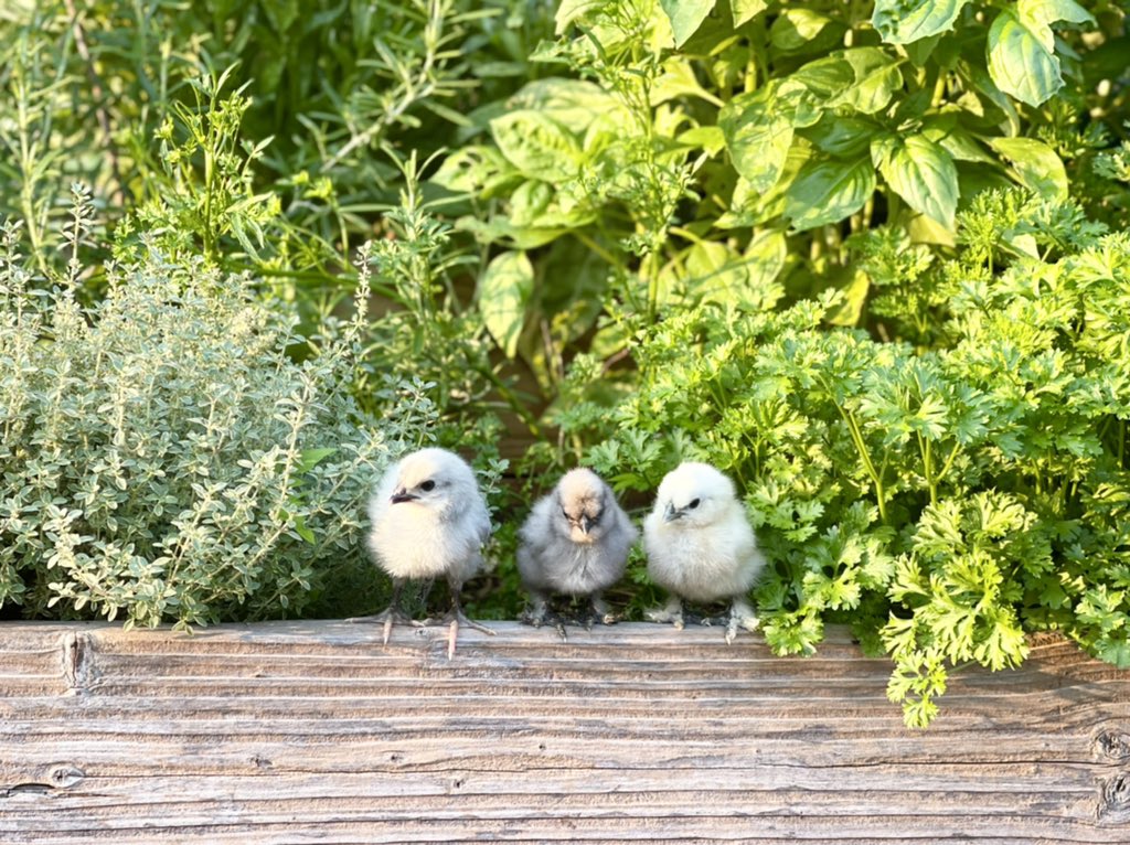 Do you grow herbs for your flock? 🐥🌱
Read our newest blog post - Top 6 herbs to grow for your chickens - bit.ly/3s5zt6Z

#herbs #mypetchickenofficial #garden #chickenhealth #mypetchicken #blog #blogger #silkie #pet #mint #rosemary #oregano
