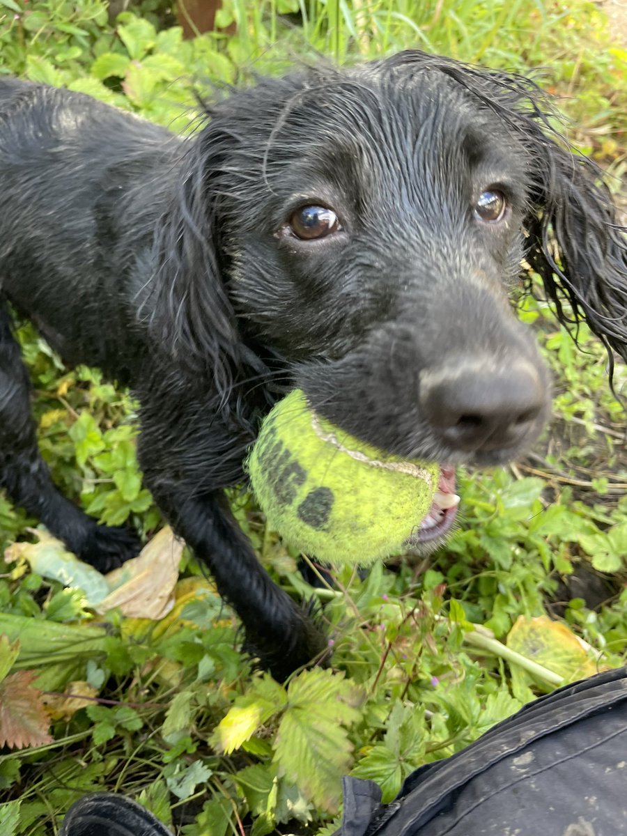 mjsandells's tweet photo. Ah the face of Abe, the spaniel who dug a hole in the soil, went swimming in the pond, rolled in his hole and then found his ball. #BestDayEver #MuddyNose #MuddyEverything https://t.co/9wUZ6q9JQT