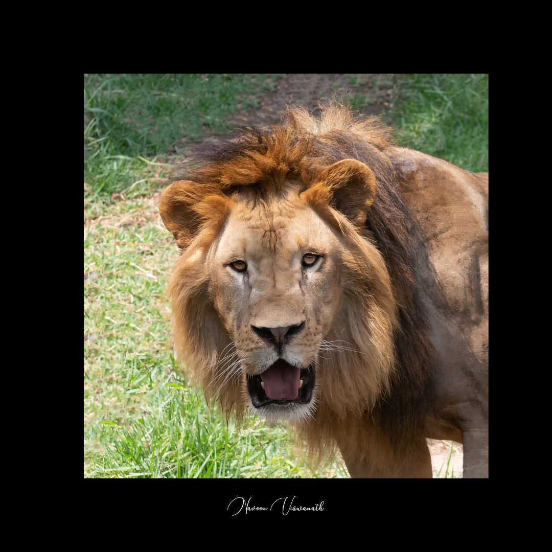 #WorldLionDay is observed every year on August 10 to raise awareness about the conservation of lions.

#WorldLionDay2021 #BigCats #Wildlife #WildlifePhotography #WildlifeConservation #Hyderabad @WorldofWilds @WaytoWild