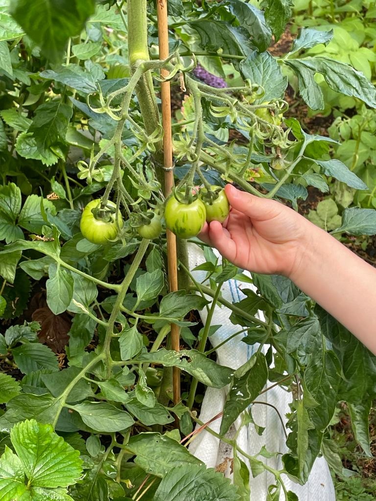 SustainableMert's tweet photo. We will be hosting another gardening session @MordenBapChurch this Thursday, 11.30am - 1.30pm (behind the church) 🌱

Everyone welcome, come and see what we are growing and meet new people ☺️ REGISTER HERE: https://t.co/UnHrtuGMrk

#GoodFoodMerton #CommunityGarden https://t.co/RRPztQvmwx