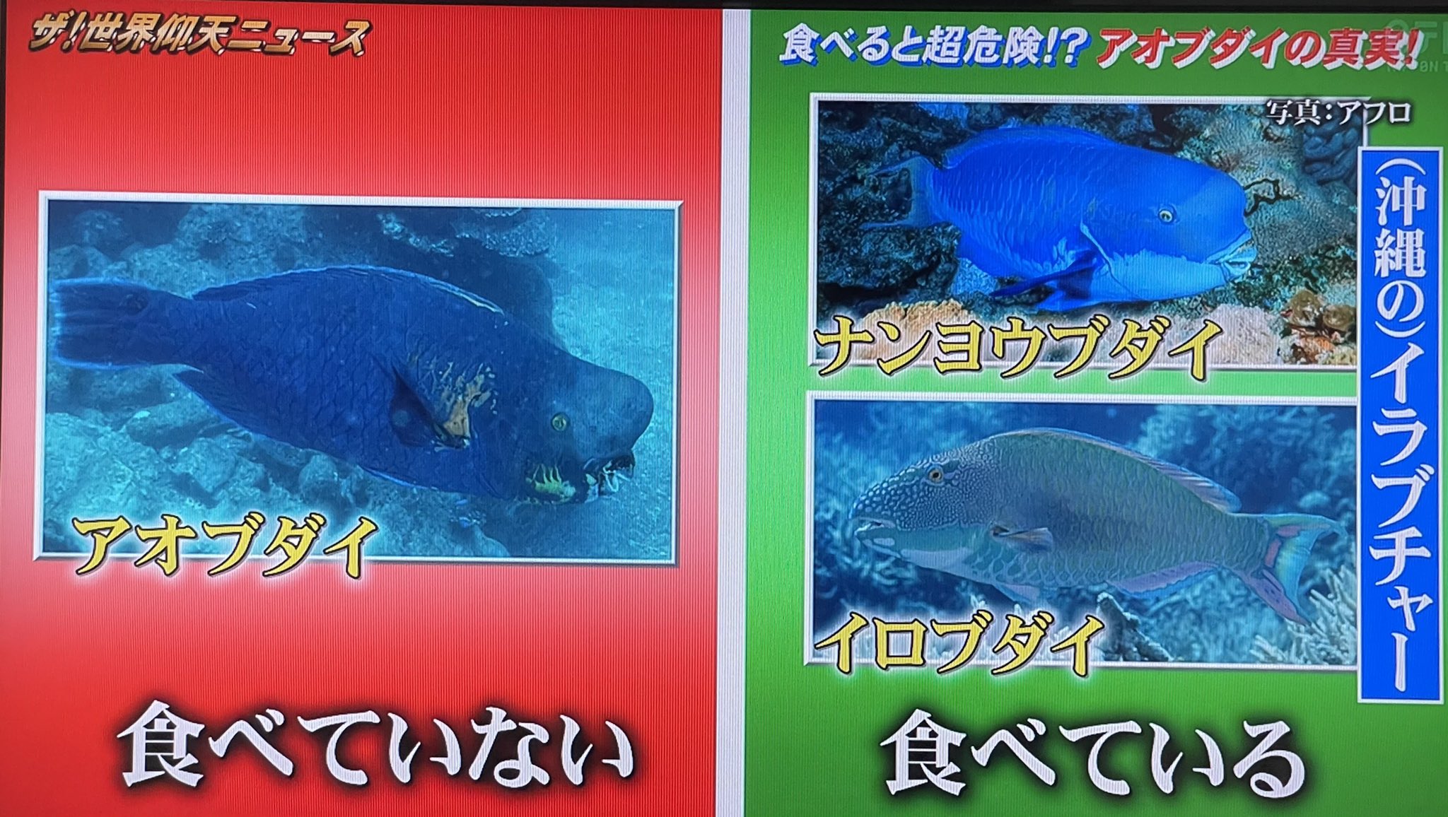 沖縄人のヒロヒロ 東京住み 沖縄のイラブチャーは本物のアオブダイでは無かった 魚市場の人達もみんな間違って認識してましたね 本物のアオブダイは死亡例もあるほど危険な魚で 実は沖縄ではアオブダイは食べられていないと言う 沖縄のイラブチャー
