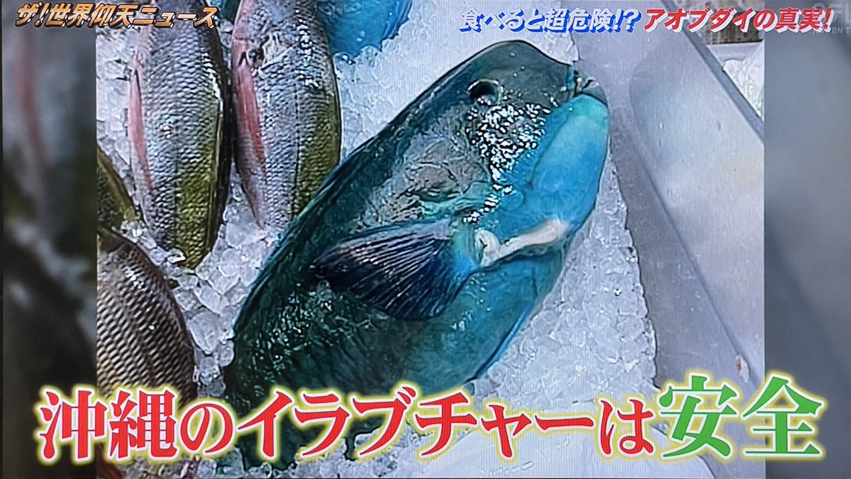 沖縄人のヒロヒロ 東京住み 沖縄のイラブチャーは本物のアオブダイでは無かった 魚市場の人達もみんな間違って認識してましたね 本物のアオブダイは死亡例もあるほど危険な魚で 実は沖縄ではアオブダイは食べられていないと言う 沖縄のイラブチャー