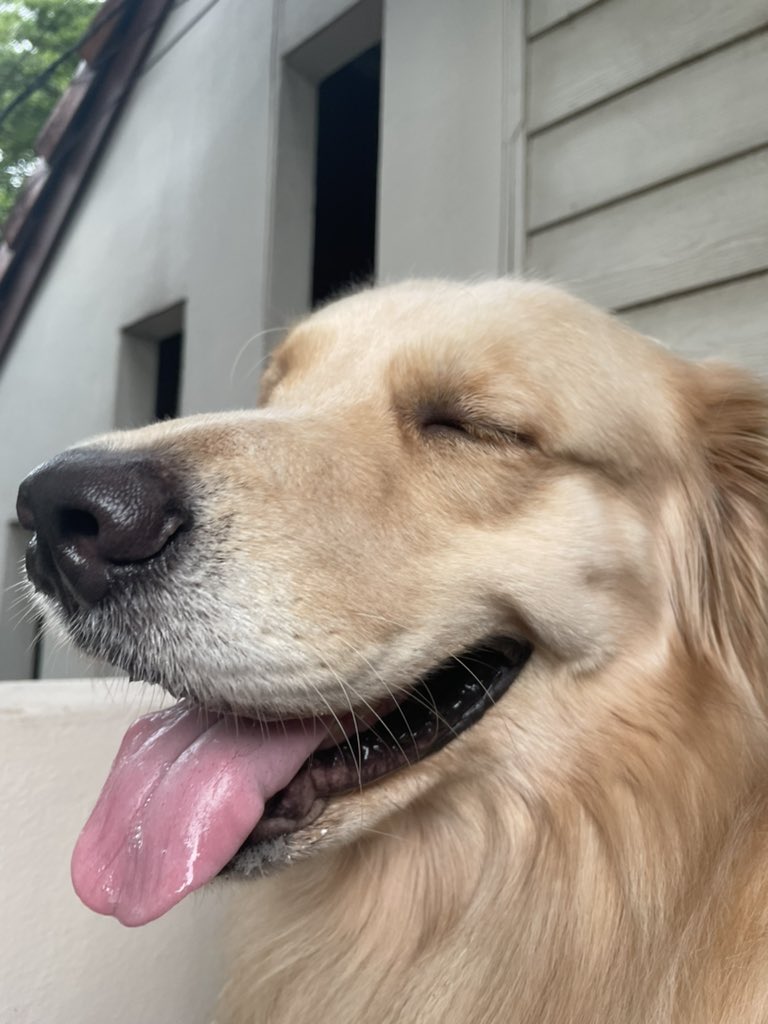 ornthree's tweet photo. #tongueouttuesday #goldenretriever @GoldretrieverUS https://t.co/cRJe916FR8
