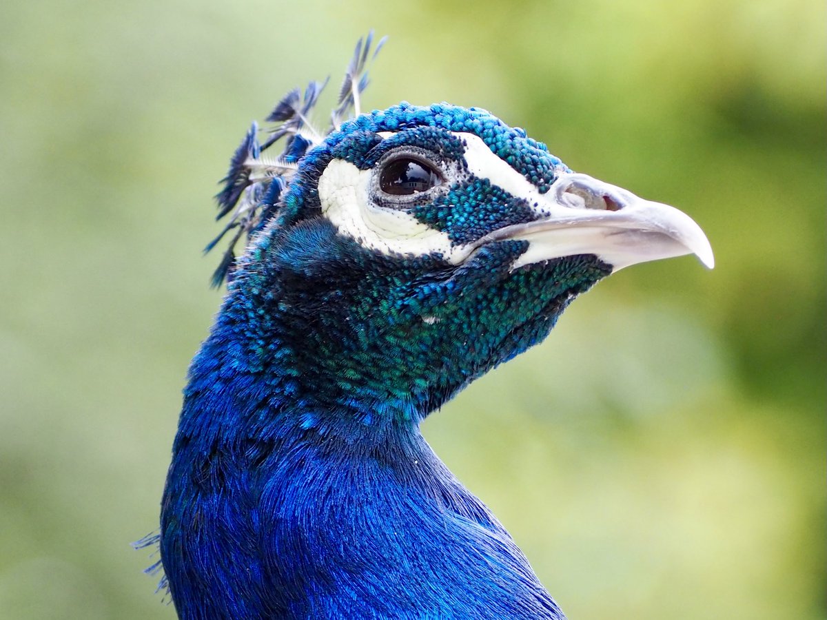 Joe Pierce tweet media