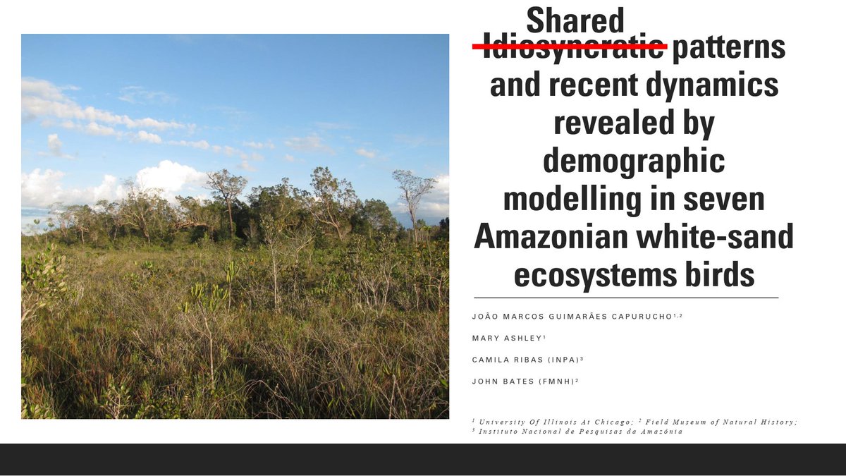 JCapurucho's tweet image. The symposium about Amazonian biogeography will start soon at the #2021AOS_SCO meeting (10am EDT; 11h Brasilia; with another session in the afternoon - 2pm EDT). I hope you will join us! Here is my contribution after a little tweak on the title