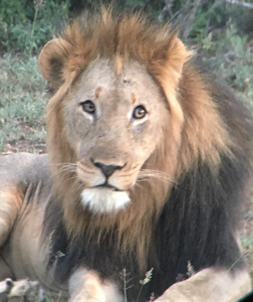 A few photos to celebrate the beauty of these incredible felines on #WorldLionDay2021