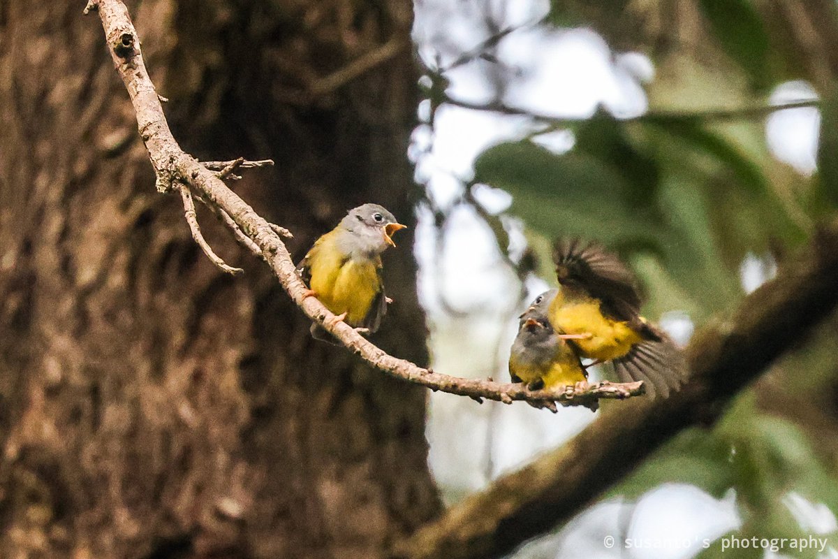 Grey-headed Canary Flycatcher fmly 
From Rajuguda coffee plantation 
#IndiAves <a href="/dfo_jeypore/">DFO Jeypore</a> #BirdsSeenIn2021 #birdphotography