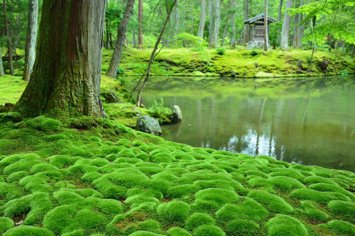 西芳寺（苔寺） | 日本最大級のSNS映え観光情報 スナップレイス