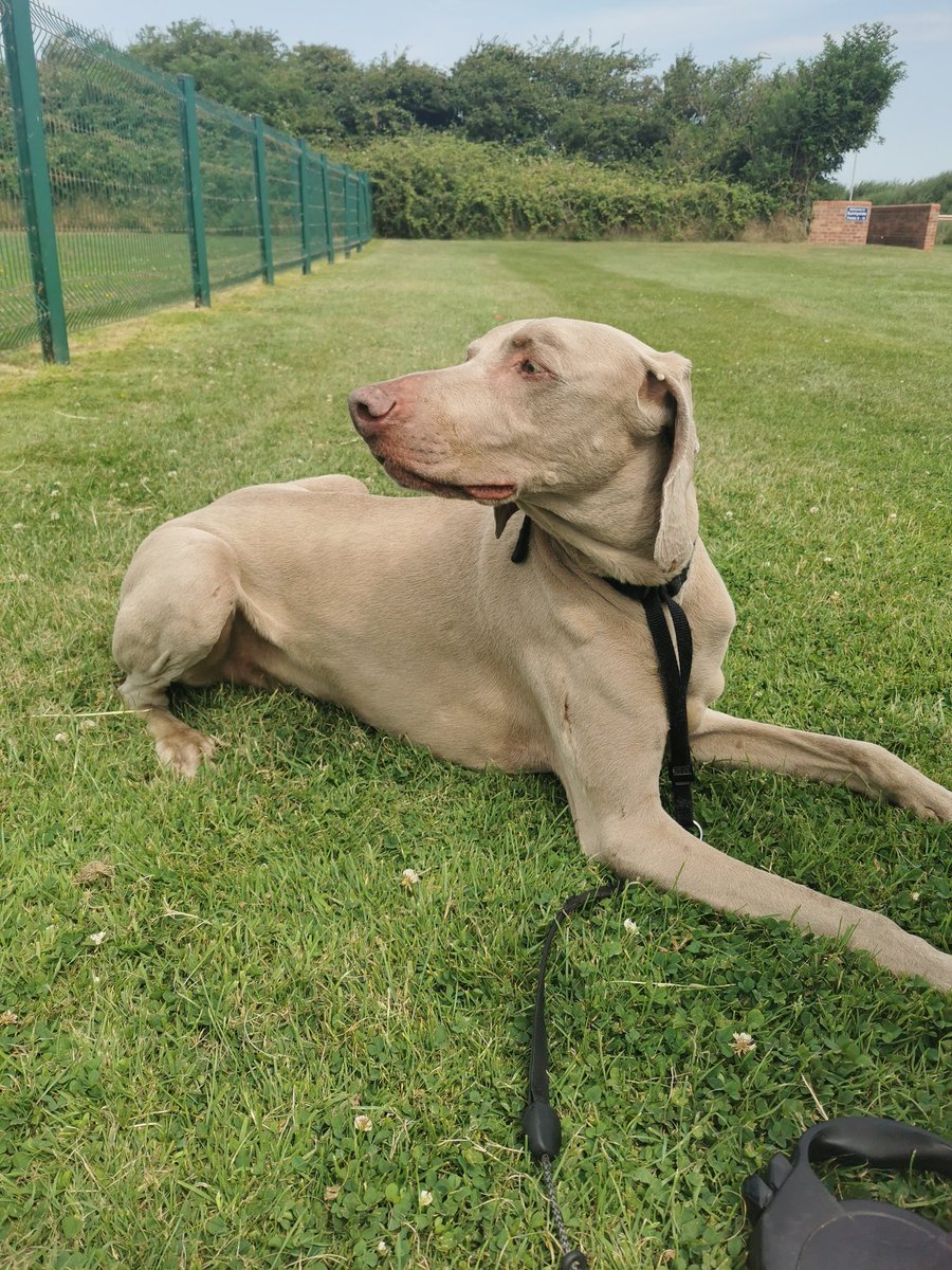 10000 years late to twitter....
So here's a picture of my dog ❤️