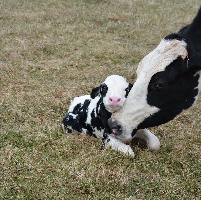 cow (@moomoomfs) on Twitter photo 