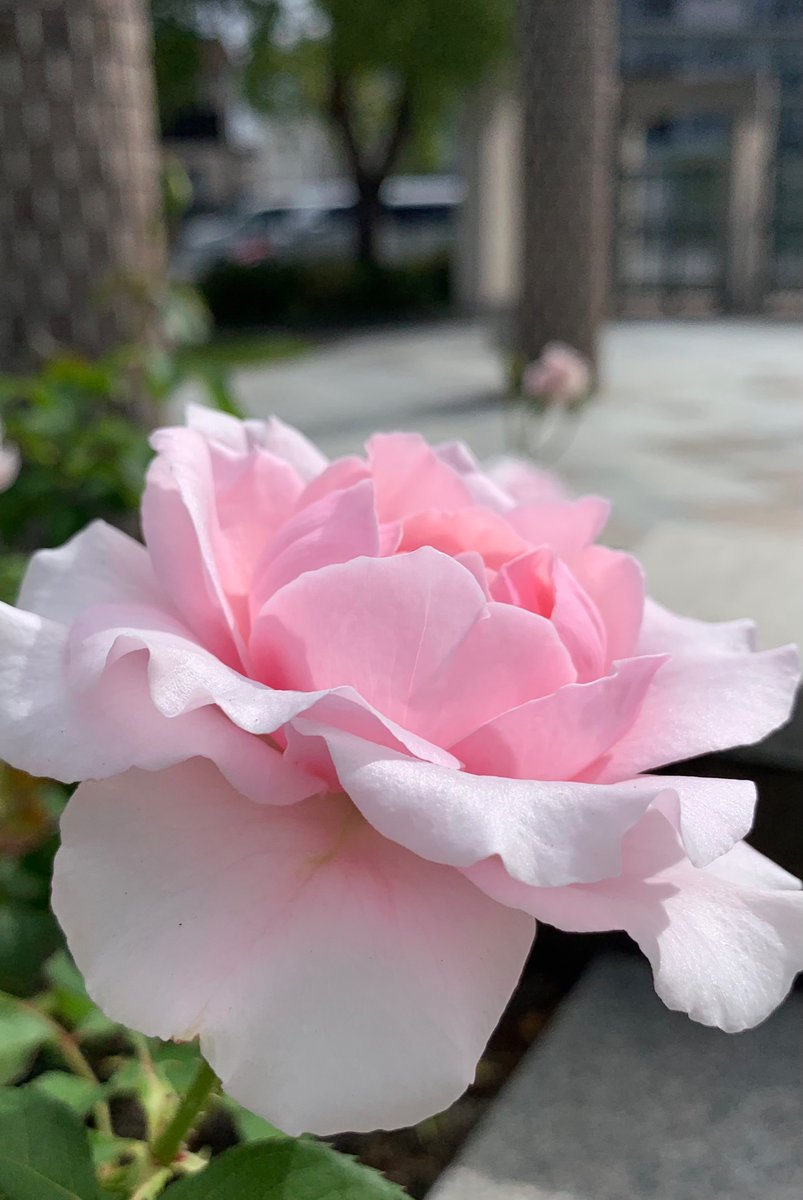 iwa1122rose's tweet photo. 薔薇は「早春」🌹
( Rose Soshun )
素敵な夜を♪
Good Night 🌟
#Soshun
#早春
#roses #バラの花
#RosesGarden
#スターバックス
#Starbucks
#SDGs https://t.co/jvb2g6ti39