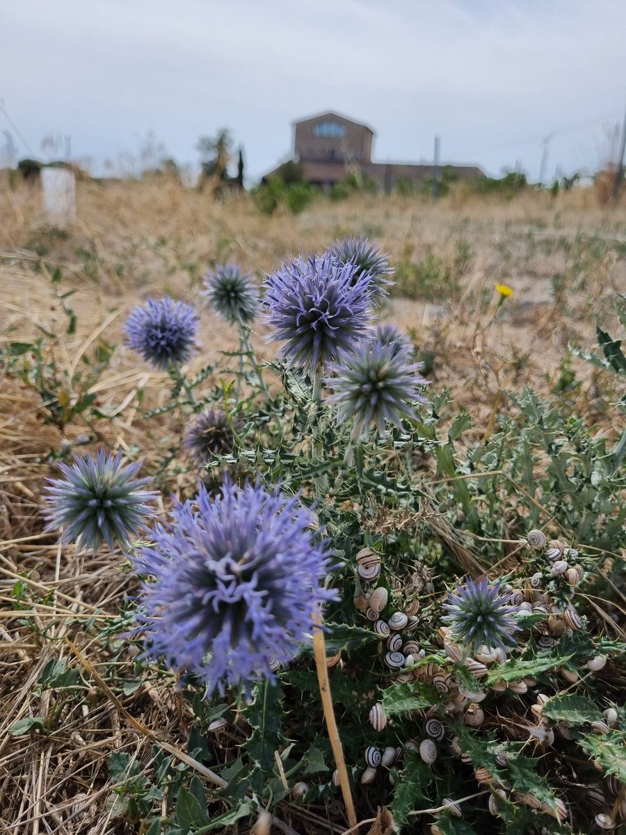 jaumeramonsole's tweet photo. Flor de panical blsu. ECHINOPS RITRO. #latorredelcodina #eltalladell #tarrega #urgell #segarra #somurgell #novatarrega #radiotarrega #tarregaTV #espaisnaturalsdeponent #boiraexperience #aralleida #lleidarural #flor #fleur #flower #natura #nature #naturaleza #biodiversitat https://t.co/jfGqn7GVkz