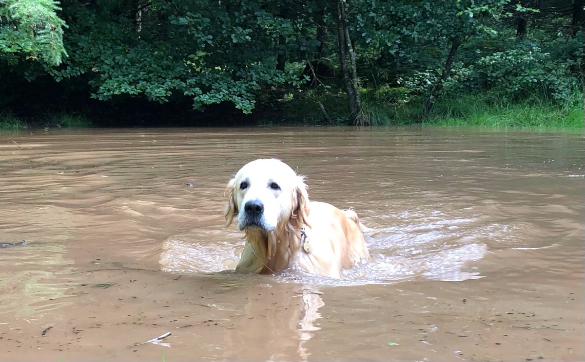 FinnFifth's tweet photo. It’s not muddy, it just looks that way. It’s actually a grassy bowl #forestpool https://t.co/9VHrbWNW0u