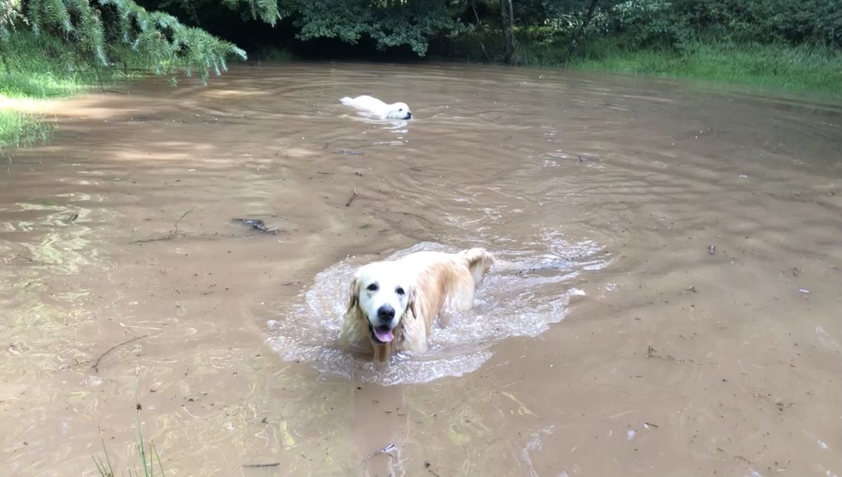 FinnFifth's tweet photo. It’s not muddy, it just looks that way. It’s actually a grassy bowl #forestpool https://t.co/9VHrbWNW0u