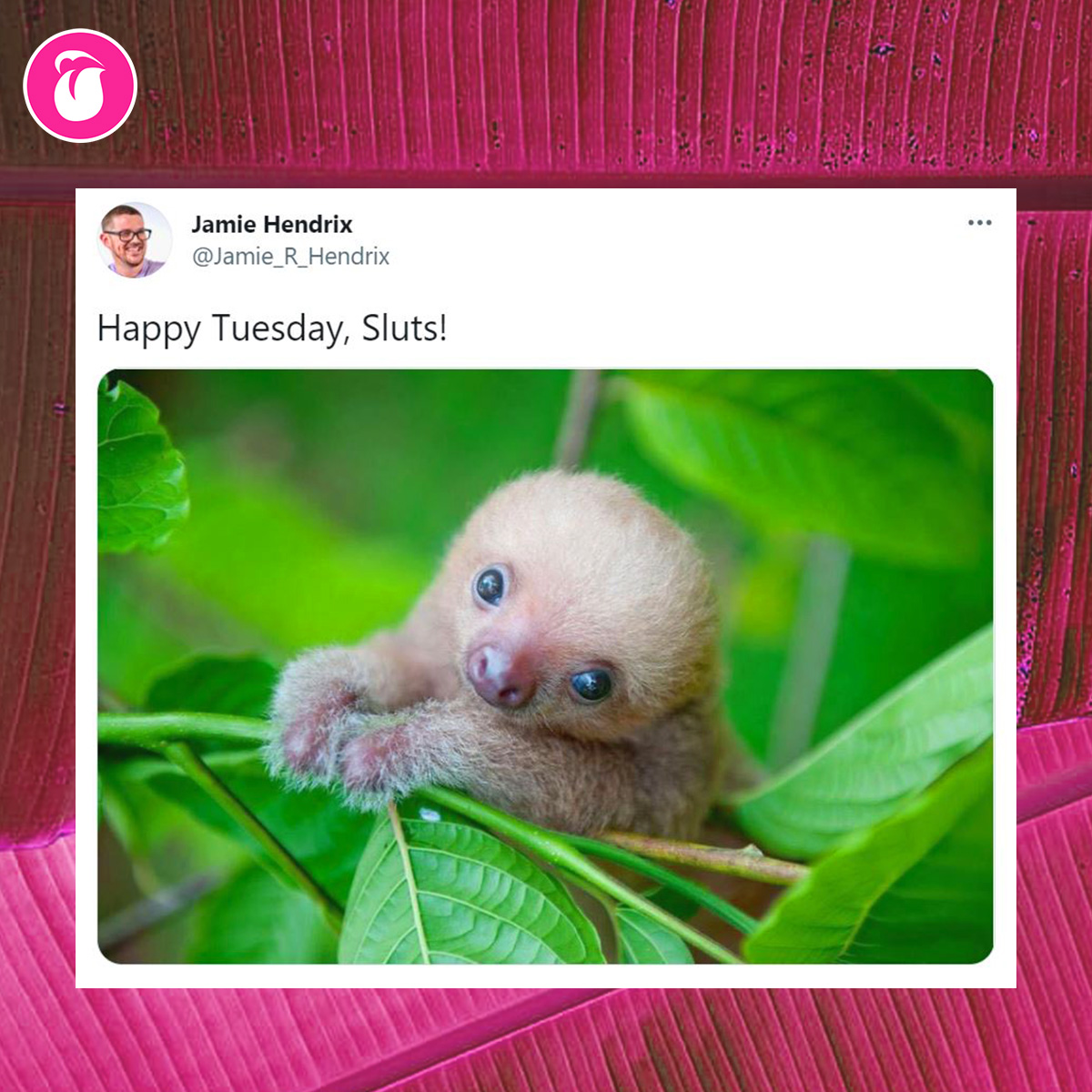 some days I understand the internet... other days someone tweets out "happy Tuesday, sluts!" with a pic of a baby sloth and you have to make sure everyone else sees it 🤷‍♀️

#licklist #happytuesday #sloth