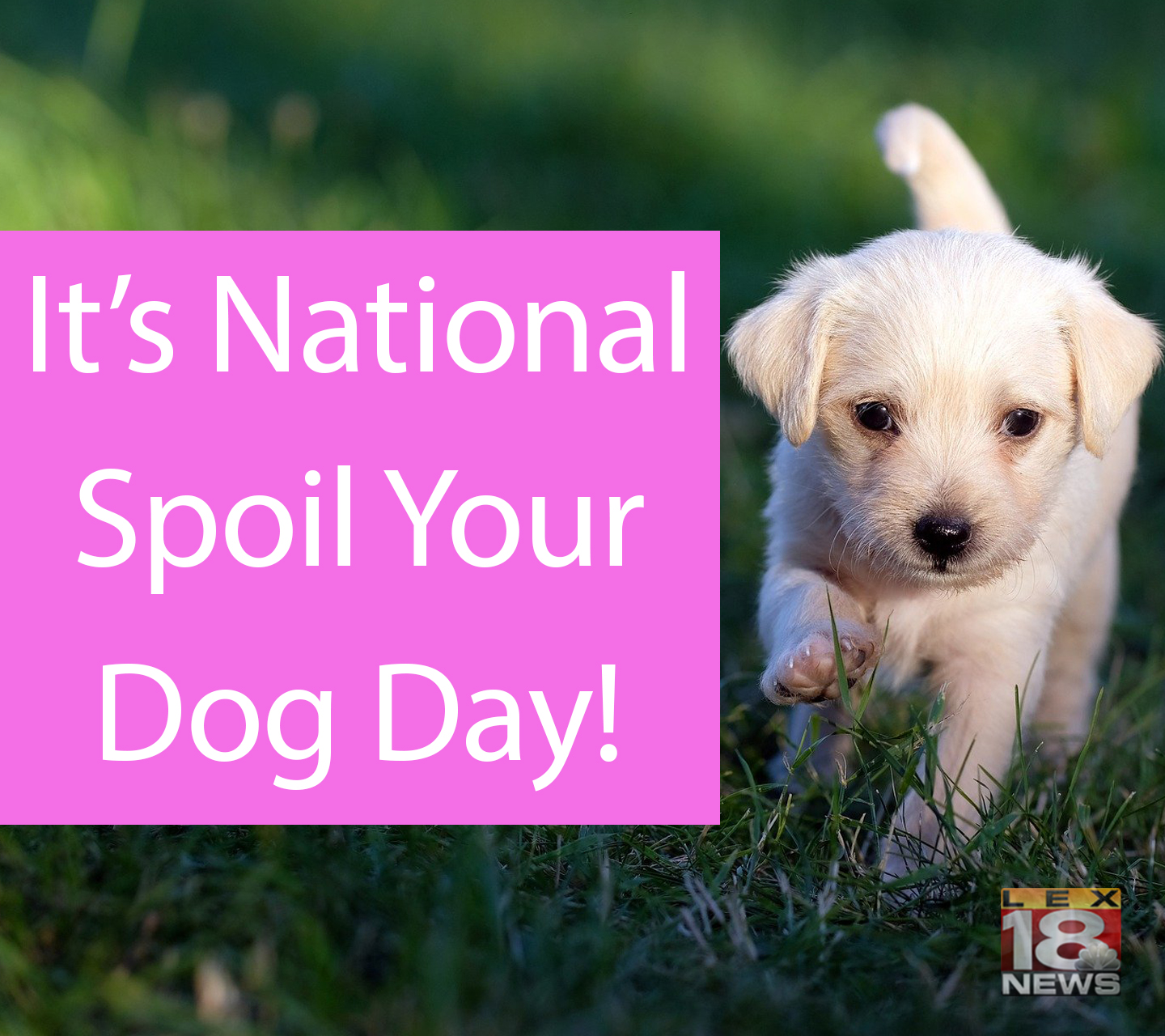 How Can I Spoil My Dog